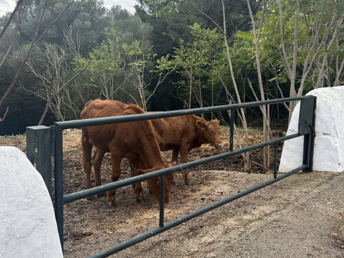 Luxury Travel Itinerary Menorca Farm Visit