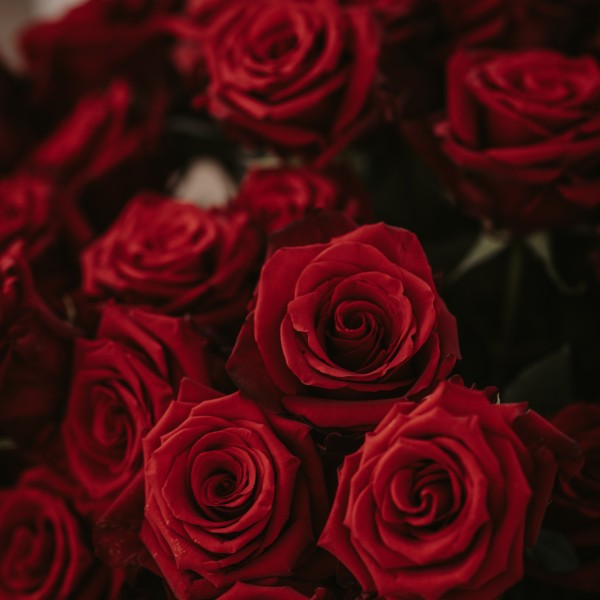 Proposal Dinner roses