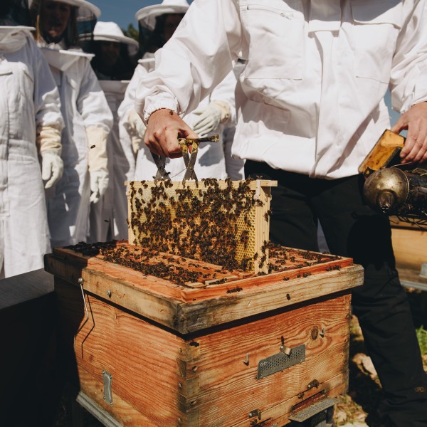 SlowTravel  BeekeepingExperience