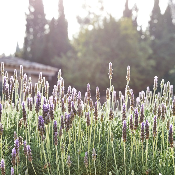 Slow living Lavendel